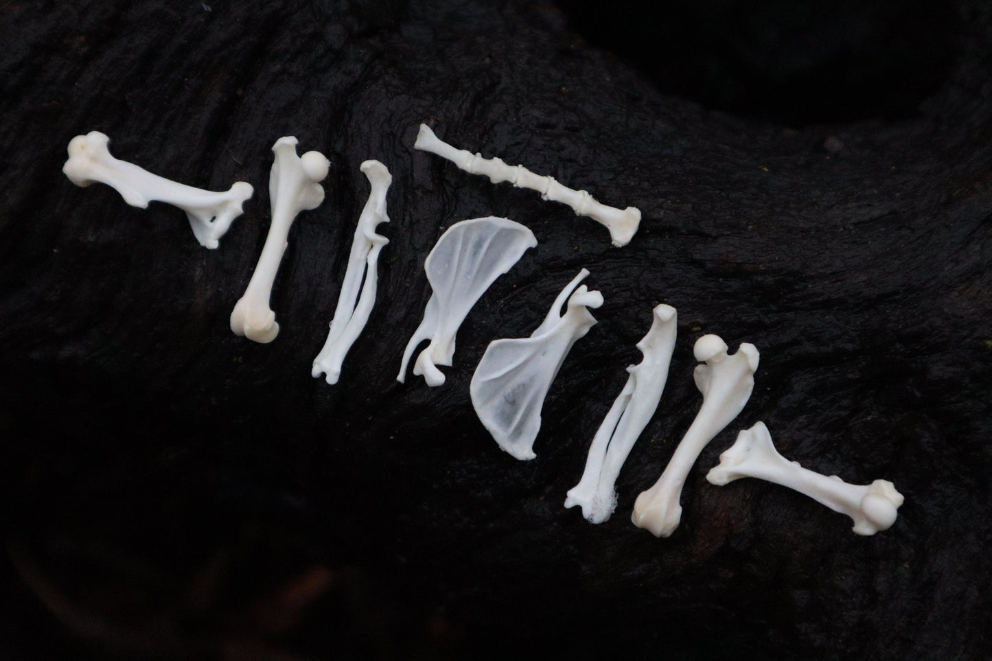 Pocket Gopher Bone Lot