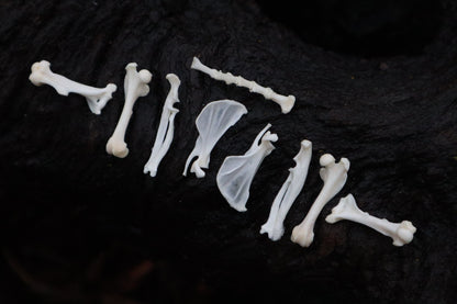 Pocket Gopher Bone Lot