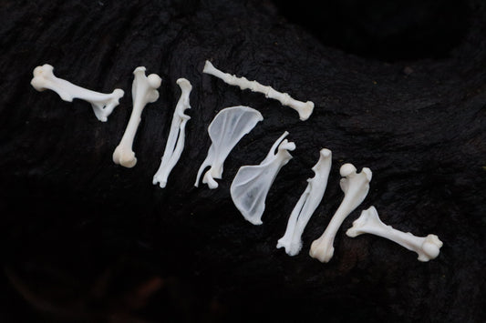 Pocket Gopher Bone Lot