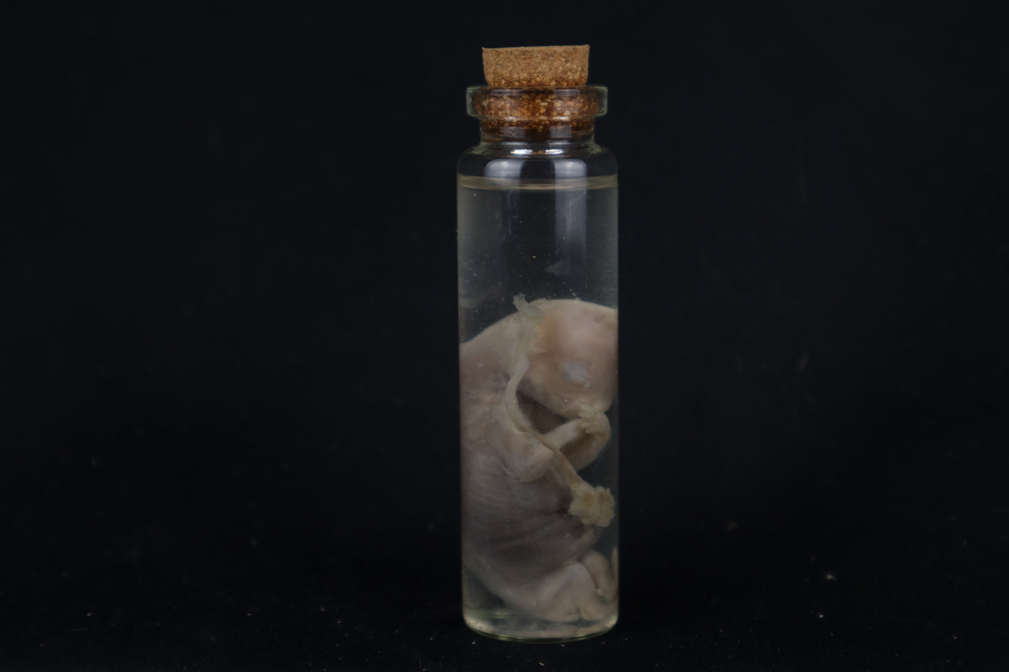 Fetal Bobcat Wet Specimen