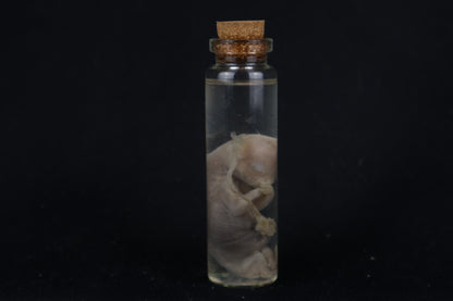 Fetal Bobcat Wet Specimen
