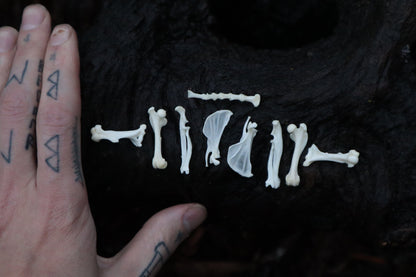 Pocket Gopher Bone Lot
