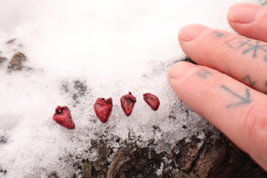 Dry Preserved Parakeet Heart