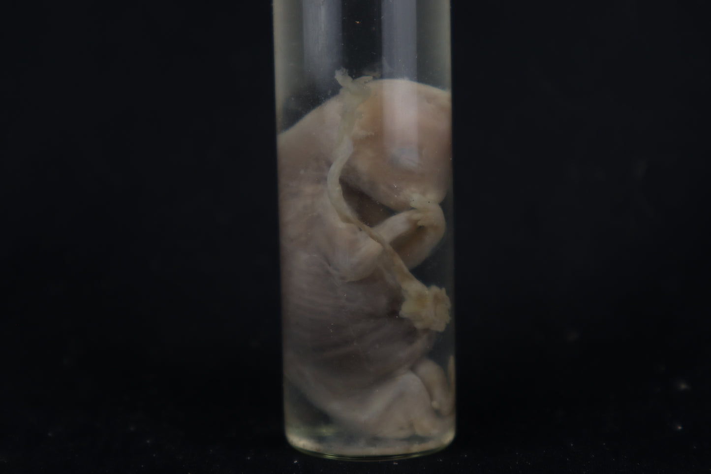 Fetal Bobcat Wet Specimen