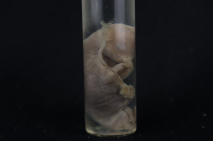 Fetal Bobcat Wet Specimen