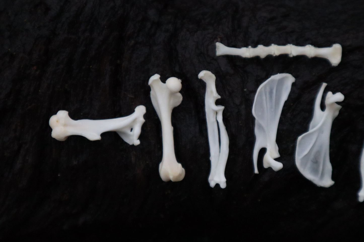 Pocket Gopher Bone Lot