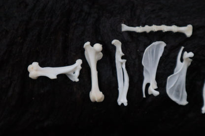 Pocket Gopher Bone Lot