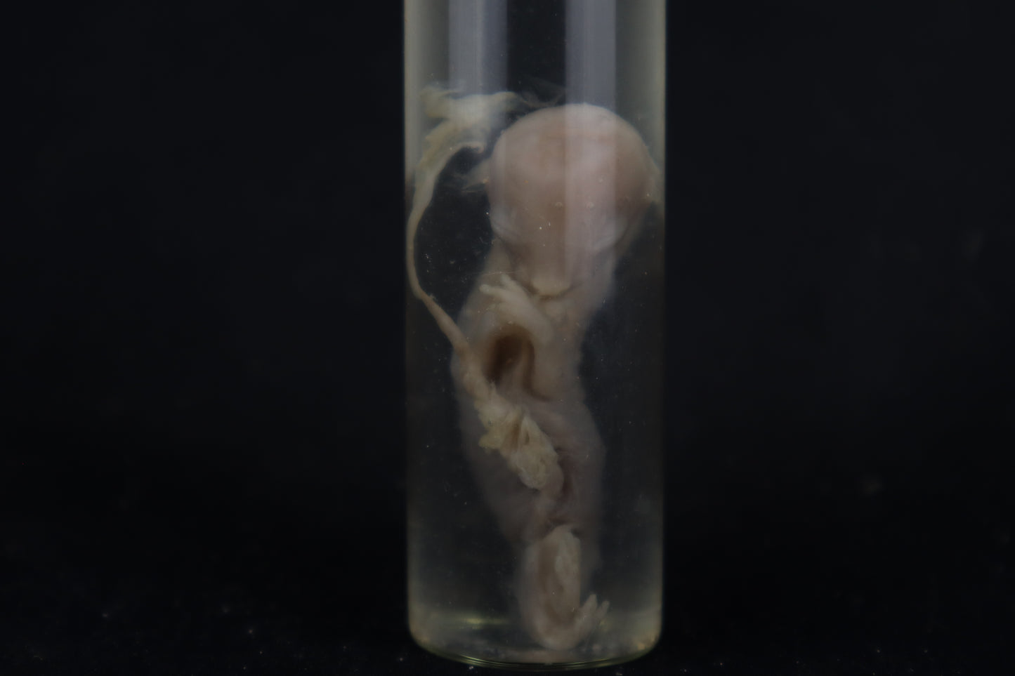 Fetal Bobcat Wet Specimen