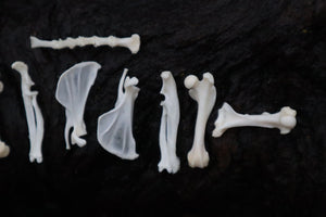 Pocket Gopher Bone Lot