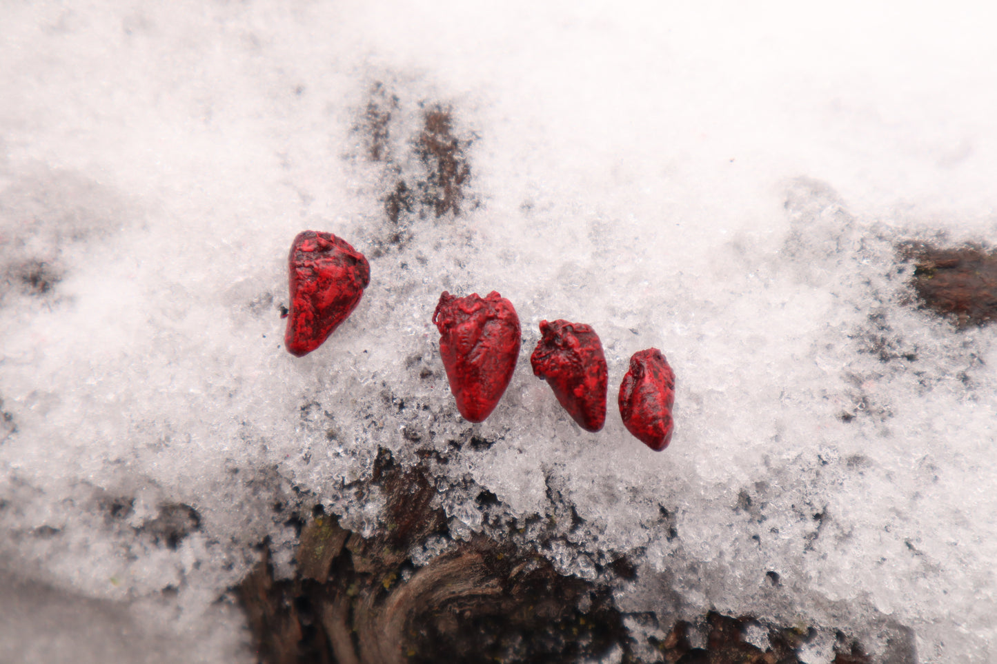 Dry Preserved Parakeet Heart