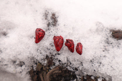 Dry Preserved Parakeet Heart