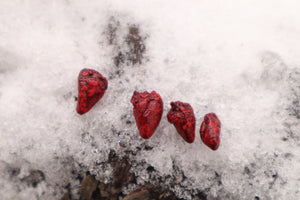 Dry Preserved Parakeet Heart