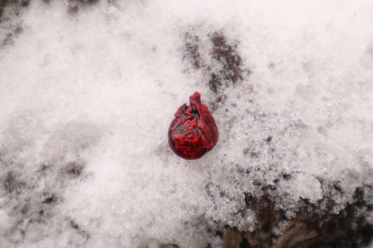 Dry Preserved Adult Rat Heart