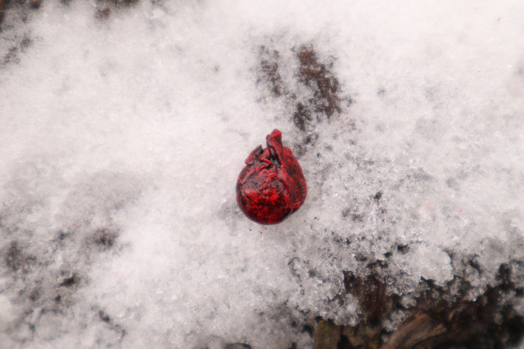 Dry Preserved Adult Rat Heart