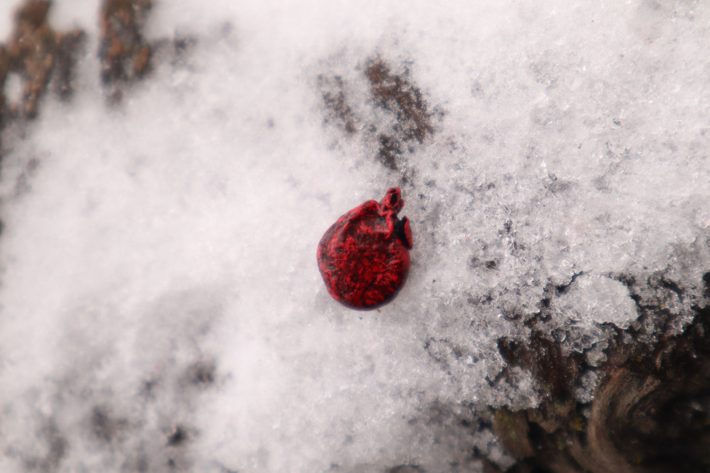Dry Preserved Adult Rat Heart