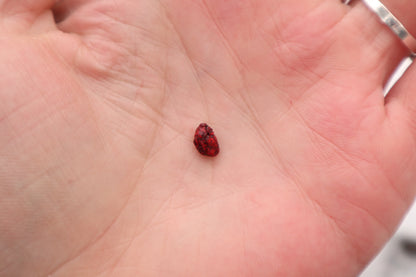 Dry Preserved Juvenile African Soft Fur Rat Heart