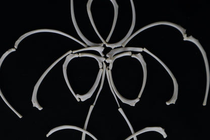 Polydactyl Cat Ribs and Clavicle Bones