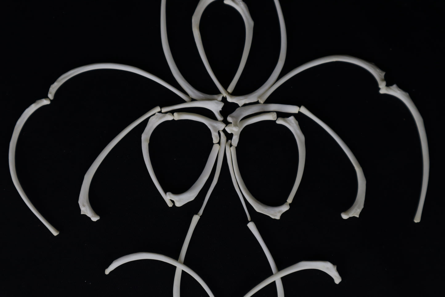 Polydactyl Cat Ribs and Clavicle Bones