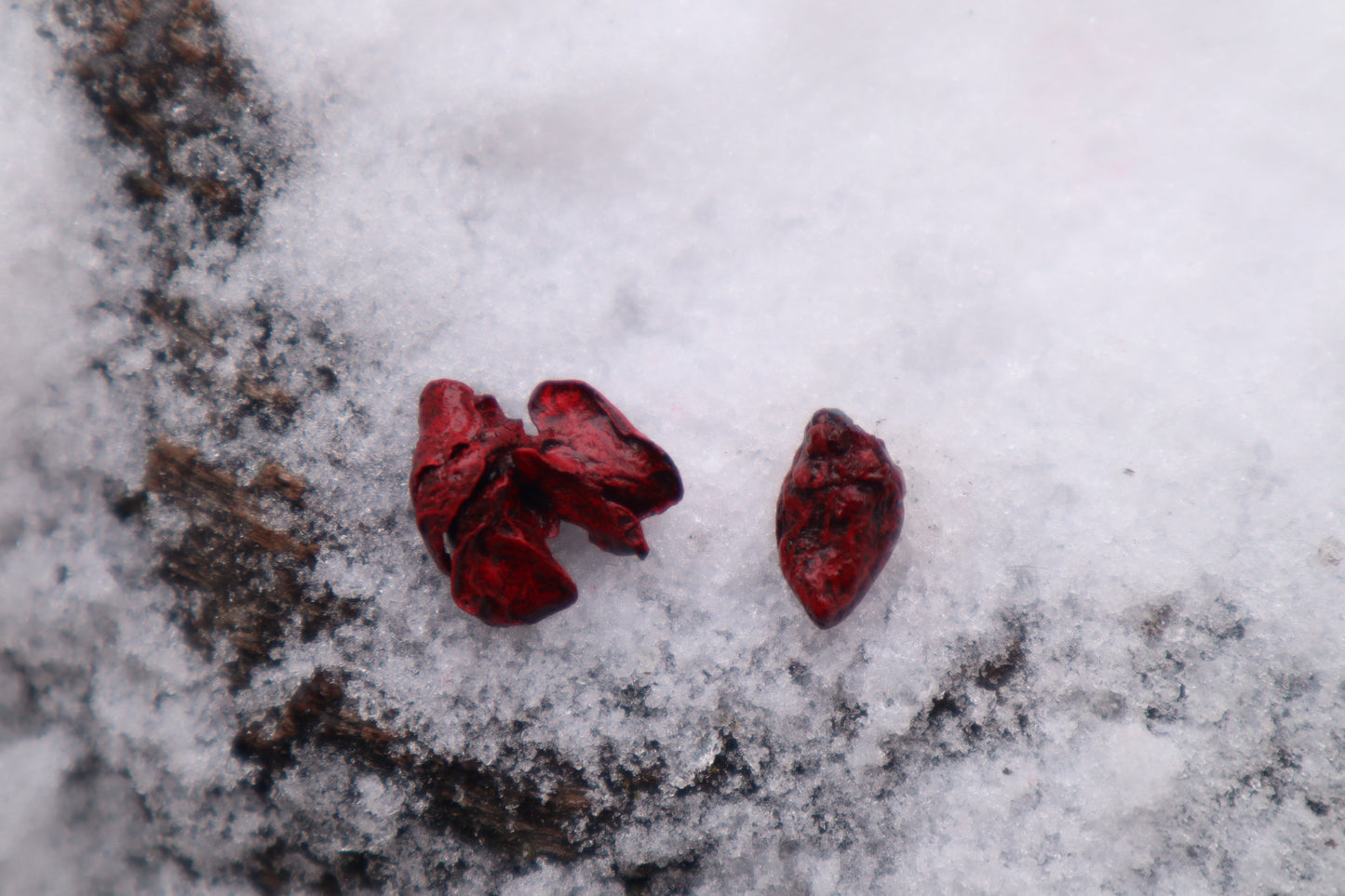 Dry Preserved Mole Heart and Lungs