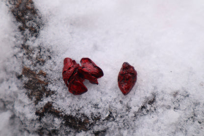Dry Preserved Mole Heart and Lungs