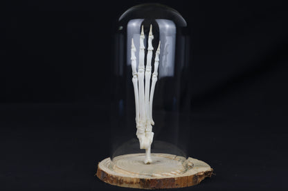Bobcat Paw Articulation in Glass Dome