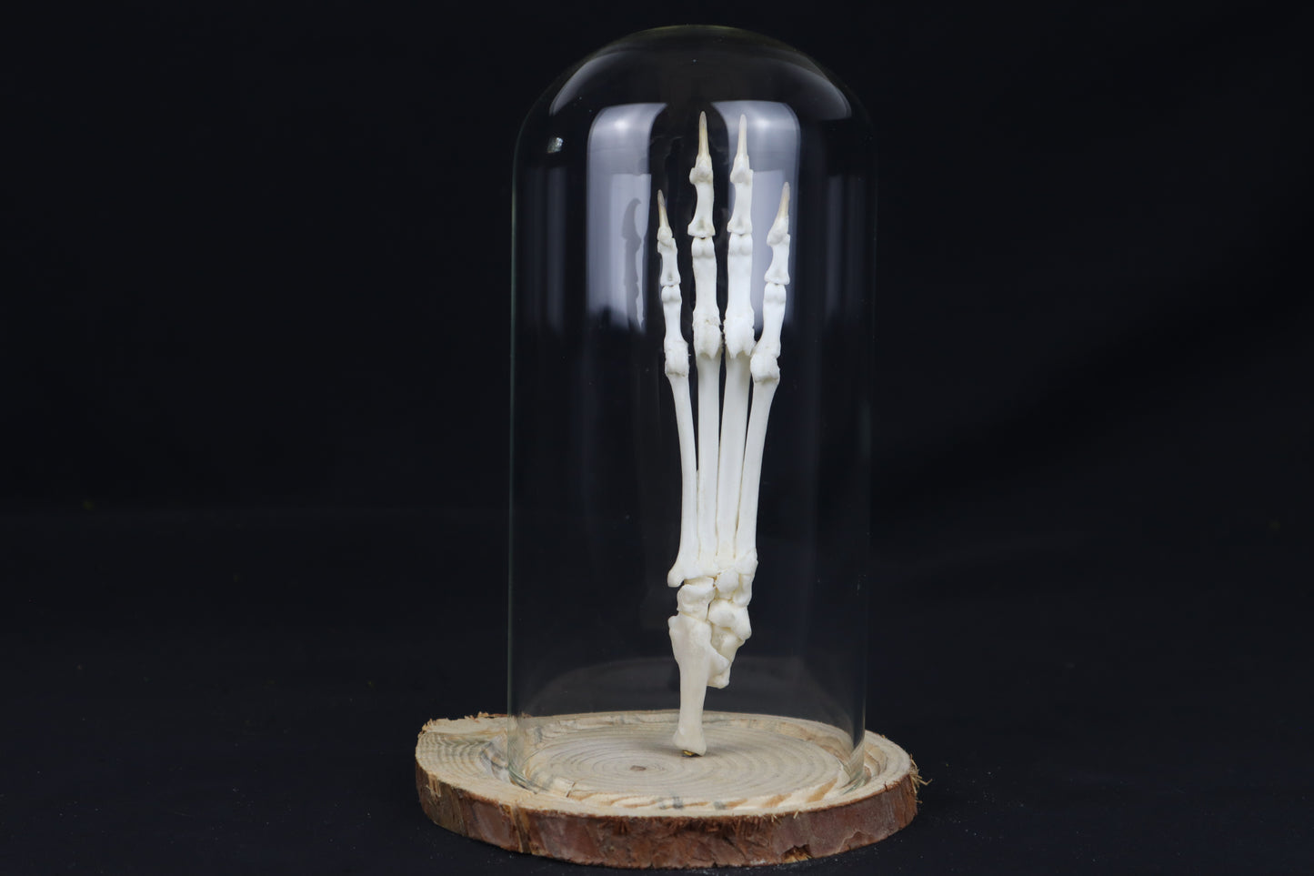 Bobcat Paw Articulation in Glass Dome