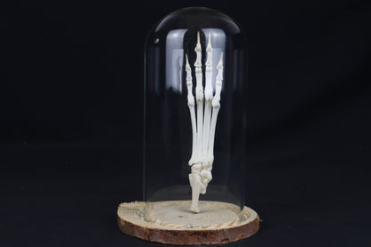Bobcat Paw Articulation in Glass Dome