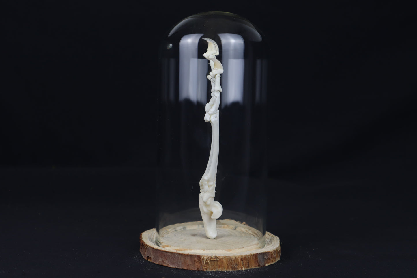 Bobcat Paw Articulation in Glass Dome