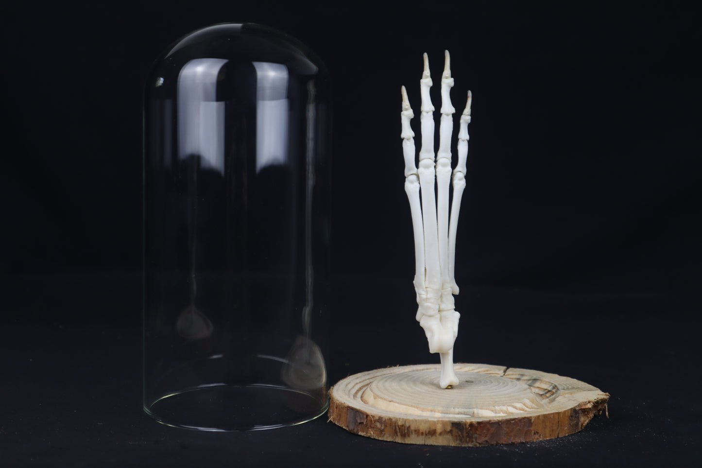 Bobcat Paw Articulation in Glass Dome