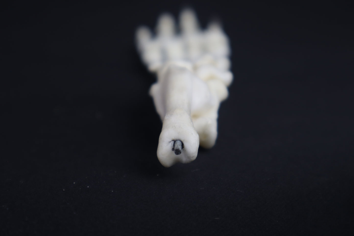 Bobcat Paw Articulation in Glass Dome