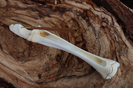 Whitetail Fawn Bone Incense Holder