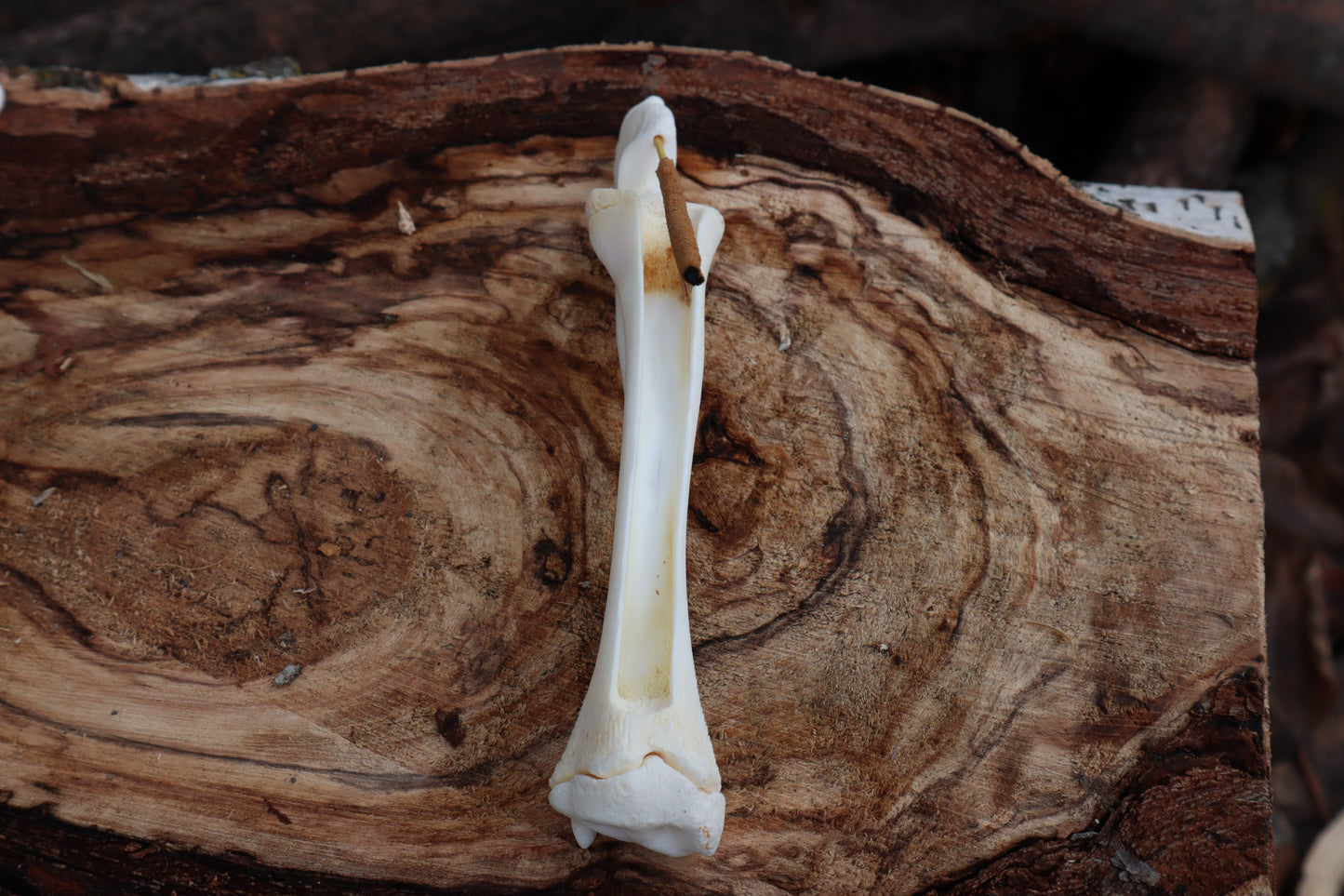 Whitetail Fawn Bone Incense Holder
