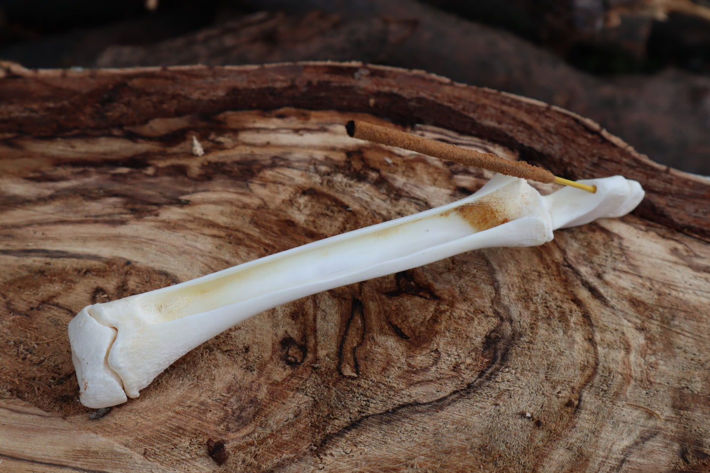Whitetail Fawn Bone Incense Holder