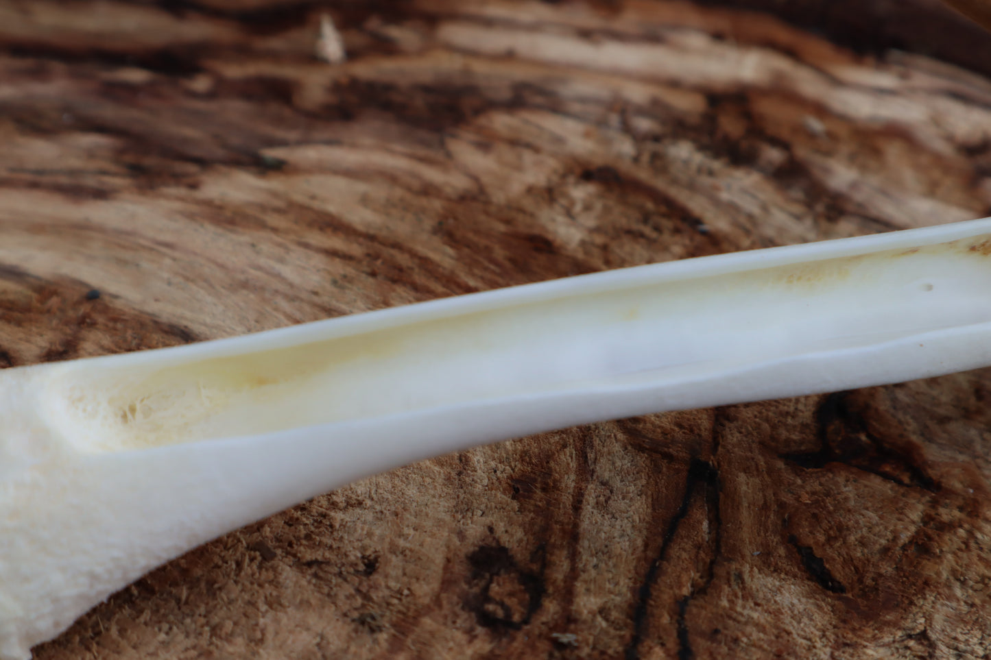 Whitetail Fawn Bone Incense Holder