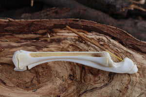 Whitetail Fawn Bone Incense Holder