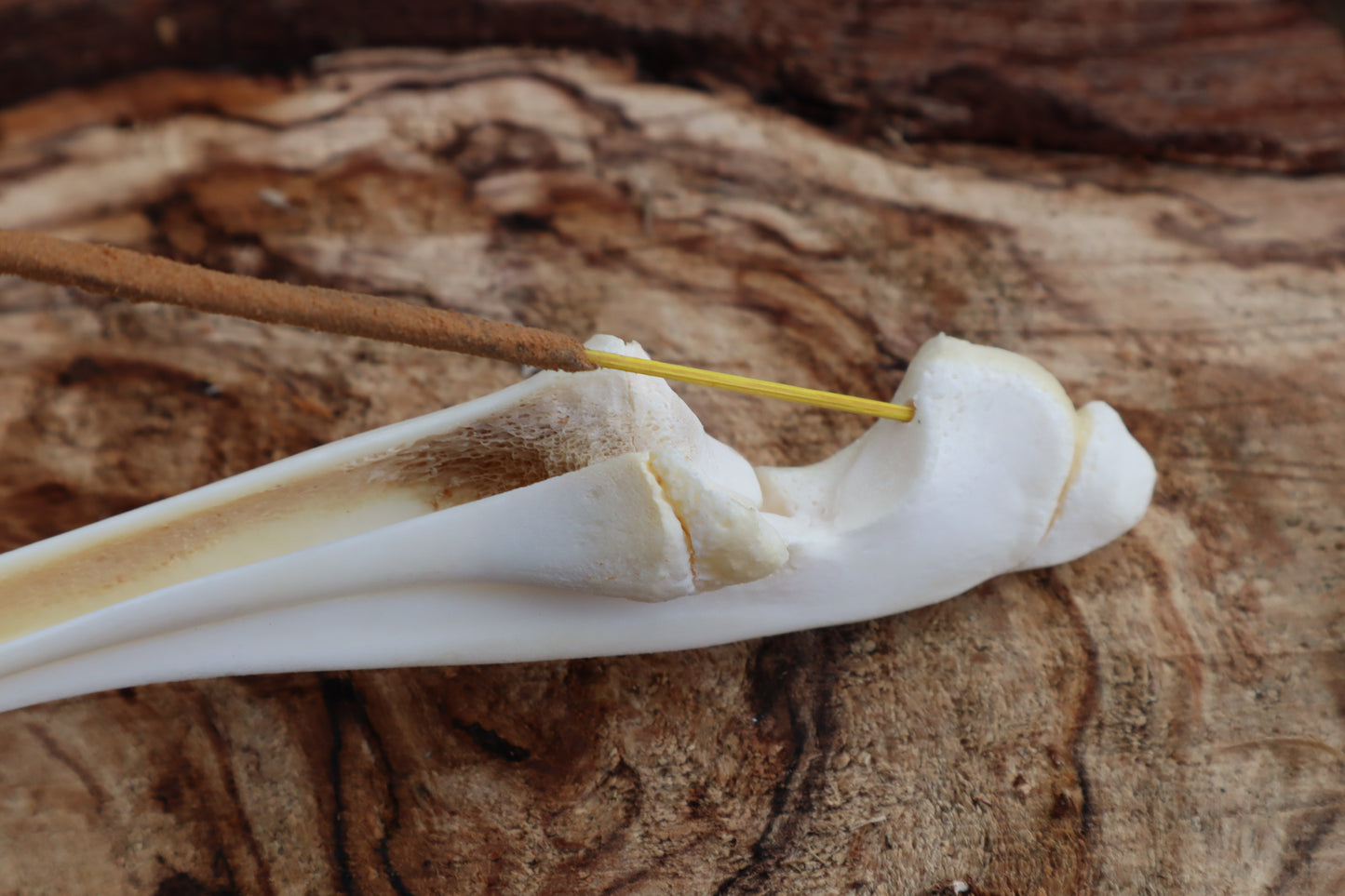 Whitetail Fawn Bone Incense Holder