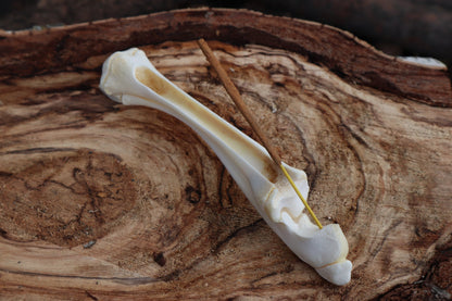 Whitetail Fawn Bone Incense Holder