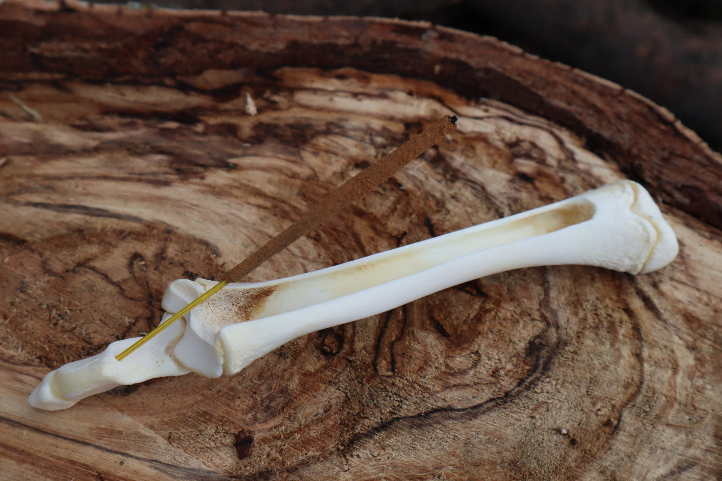 Whitetail Fawn Bone Incense Holder