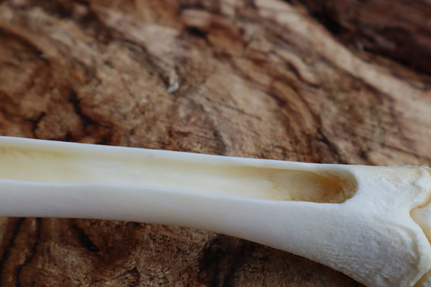Whitetail Fawn Bone Incense Holder