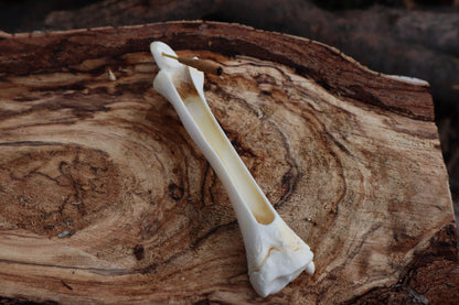 Whitetail Fawn Bone Incense Holder