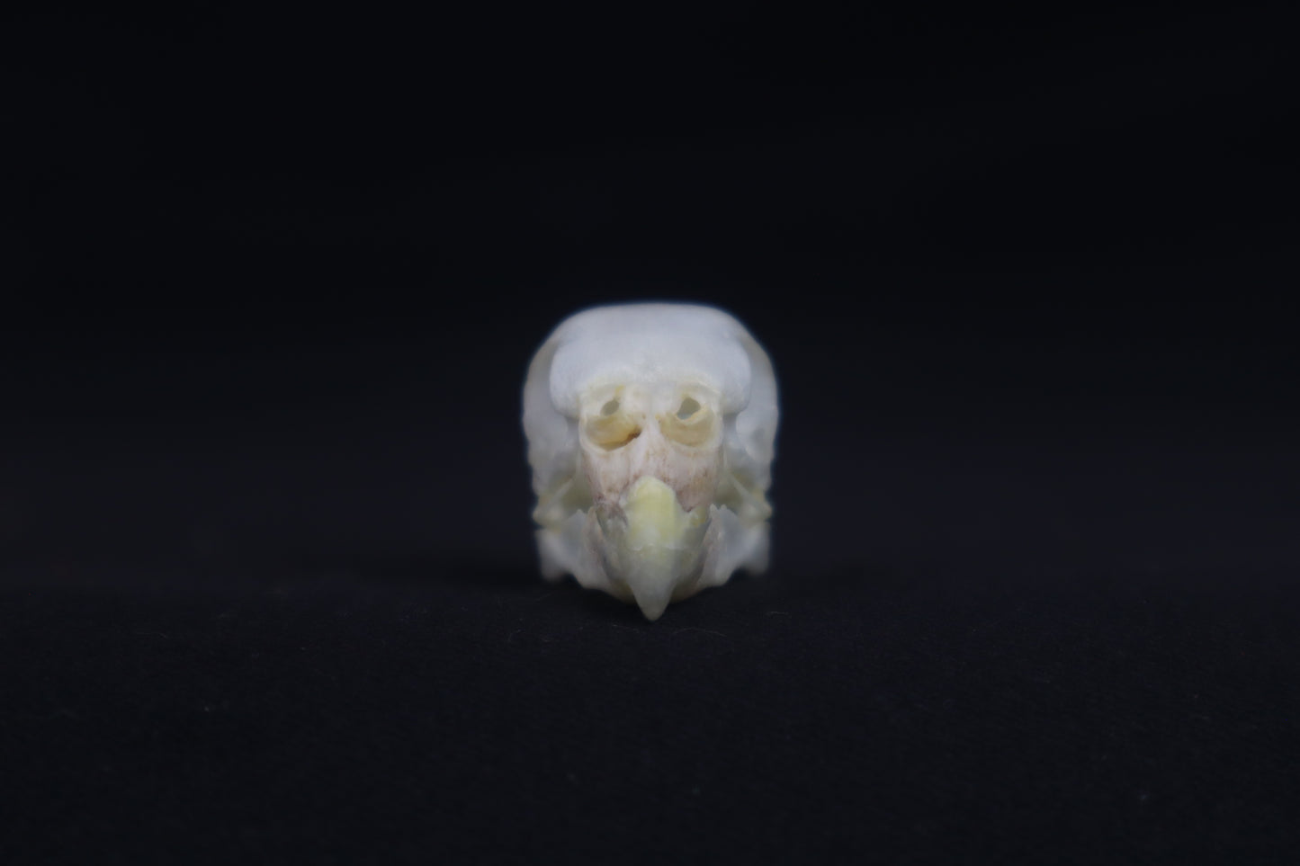 Budgerigar Skull