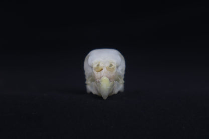 Budgerigar Skull
