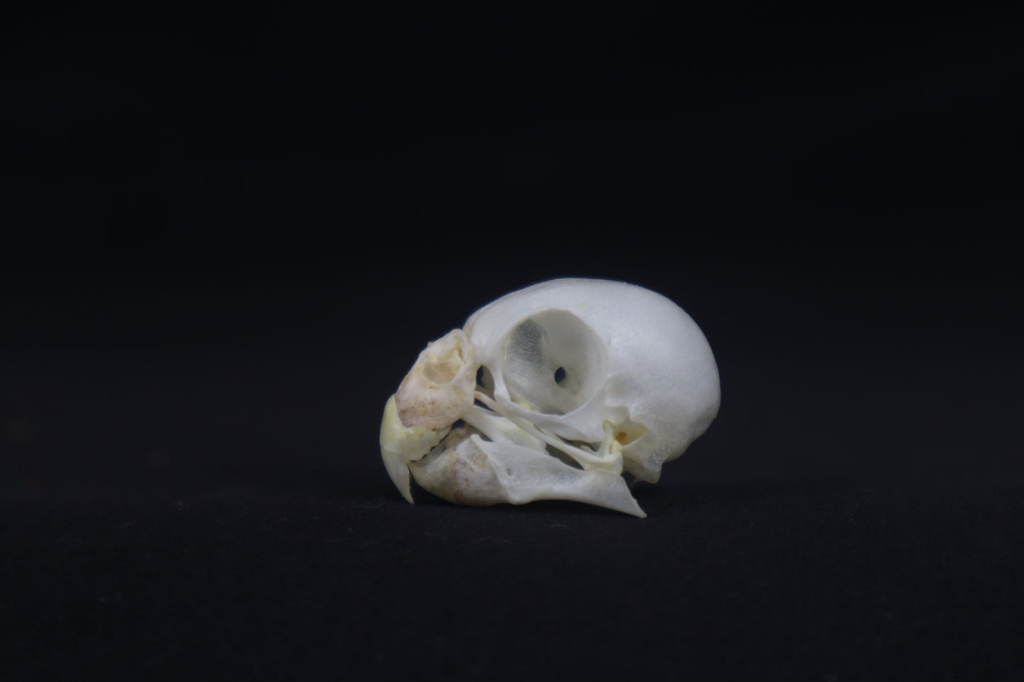 Budgerigar Skull