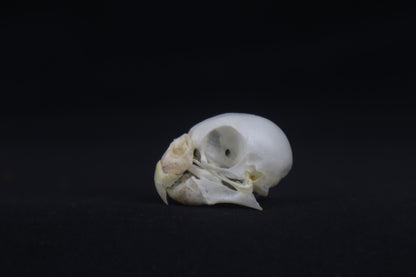 Budgerigar Skull