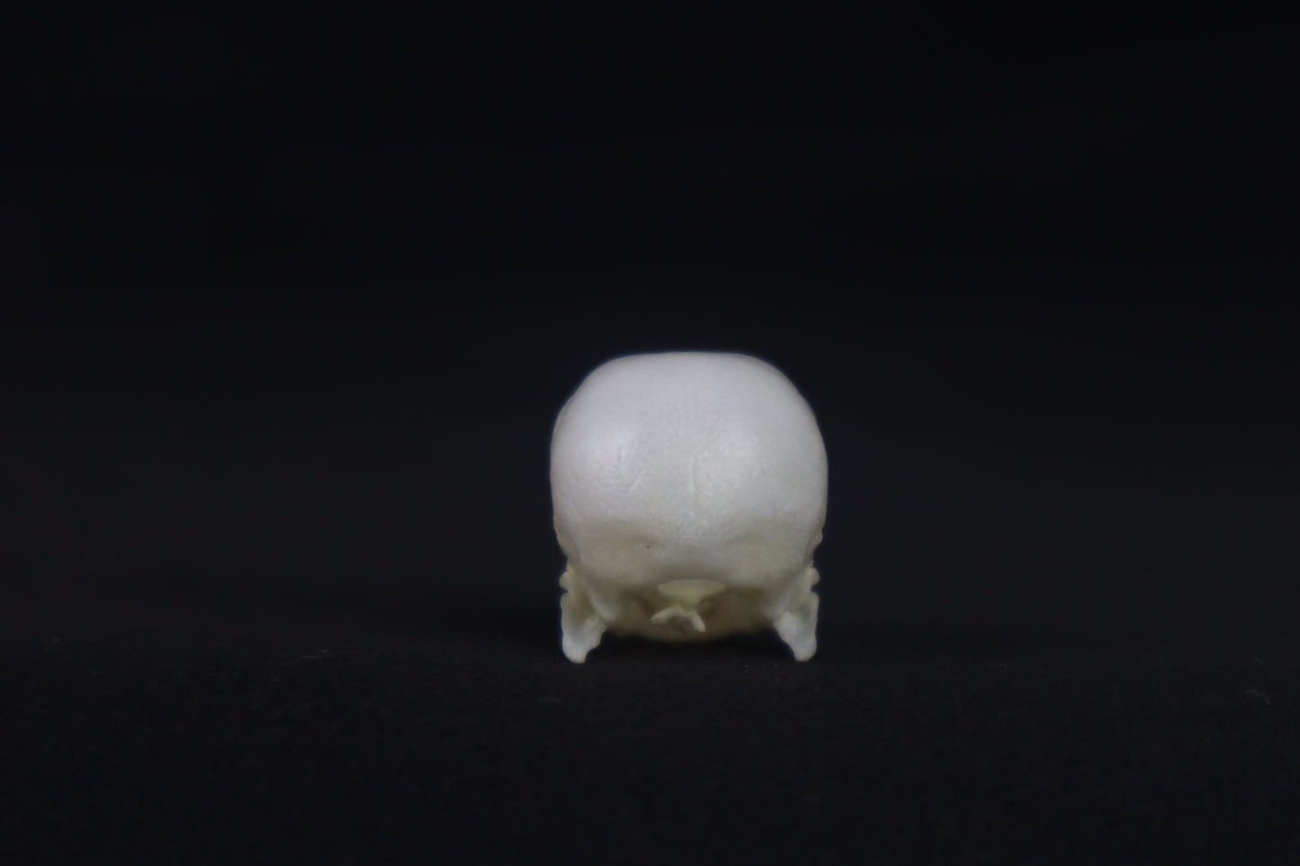 Budgerigar Skull