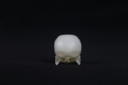 Budgerigar Skull