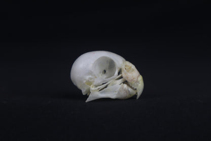 Budgerigar Skull