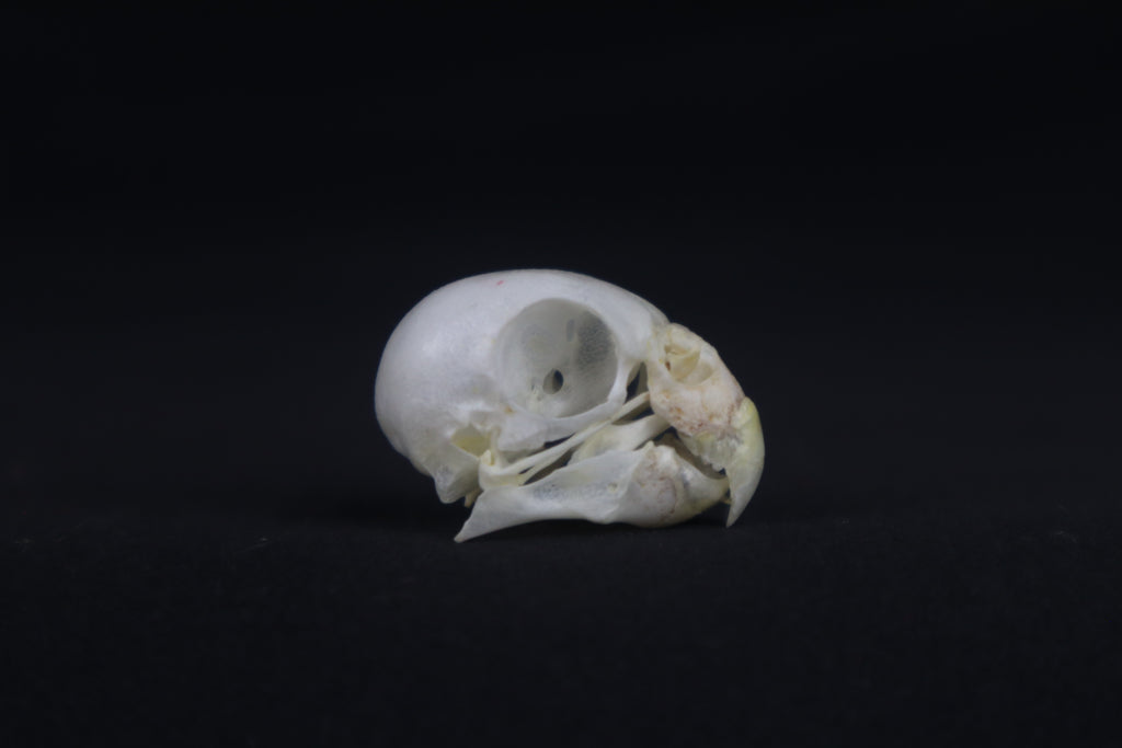 Budgerigar Skull