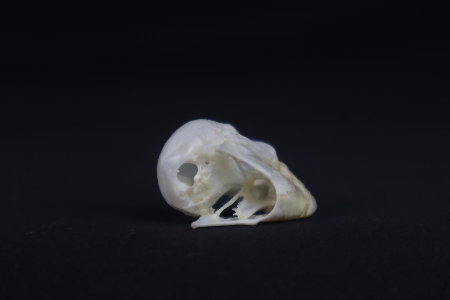 Budgerigar Skull