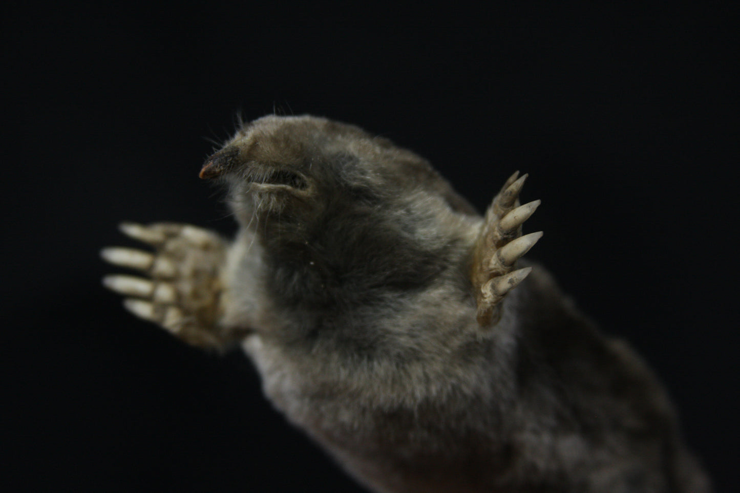 Dry Preserved Mole